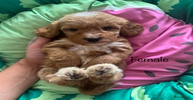 Cavapoo dogs - Advert 4
