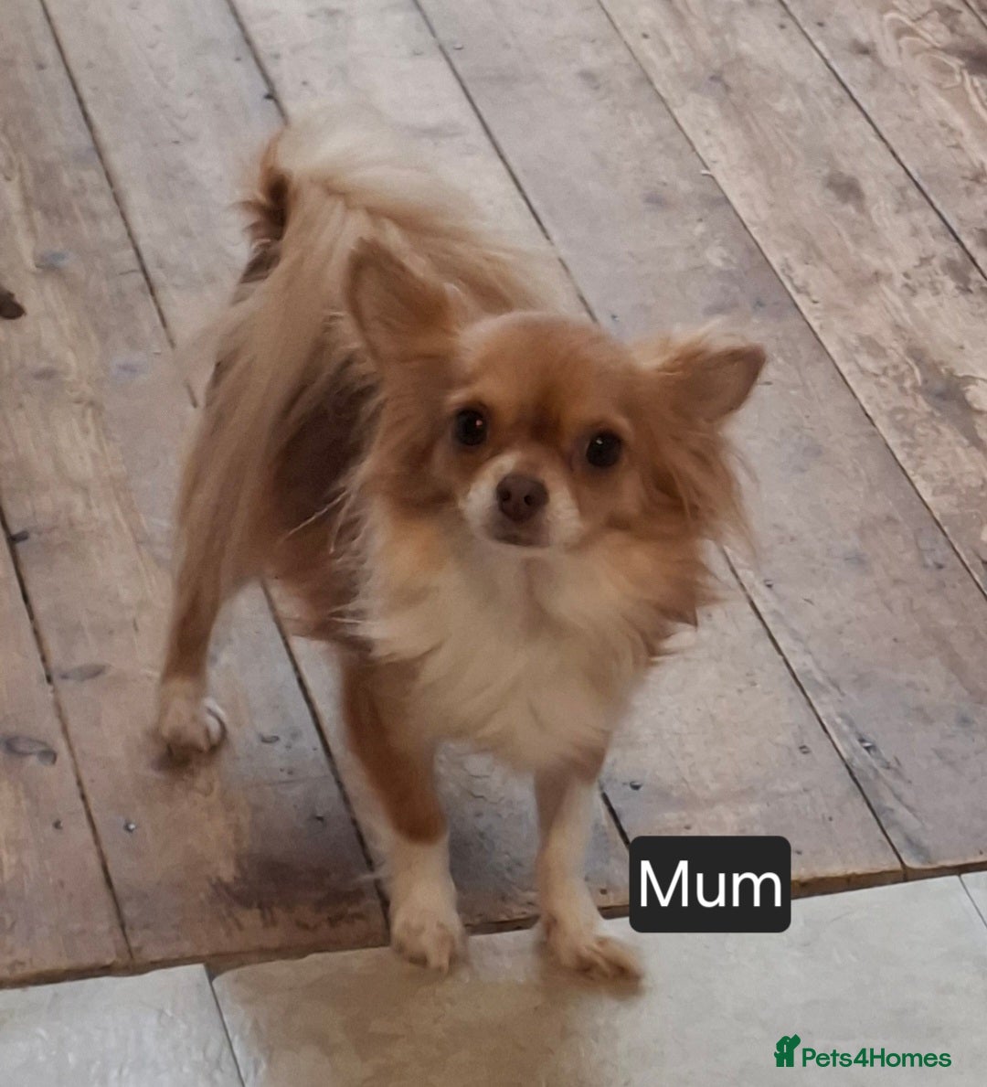 Chihuahua dogs for sale: Beautiful High Quality Long Coat Chihuahua Puppies - Image 11