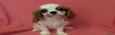 Cavalier King Charles Spaniel 3