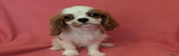 Cavalier King Charles Spaniel dogs for sale: Gorgeous Cavalier King Charles Spaniel puppies - Advert 16