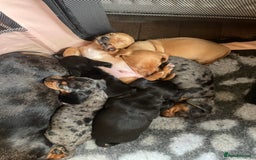 Miniature Dachshund dogs for sale: Miniature dachshund puppies - Image 15