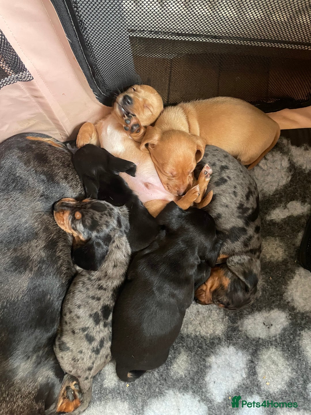 Miniature Dachshund dogs for sale: Miniature dachshund puppies - Image 15