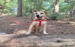 Mixed Breed dogs for sale: Big Golden Boy for Adoption  - Image 10