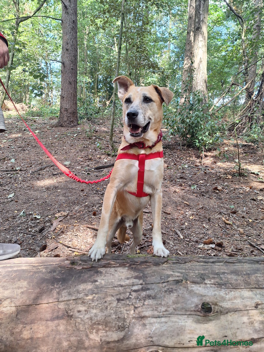 Mixed Breed dogs for sale: Big Golden Boy for Adoption  - Image 10