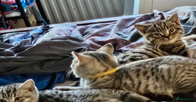 British Shorthair cats - Advert 12