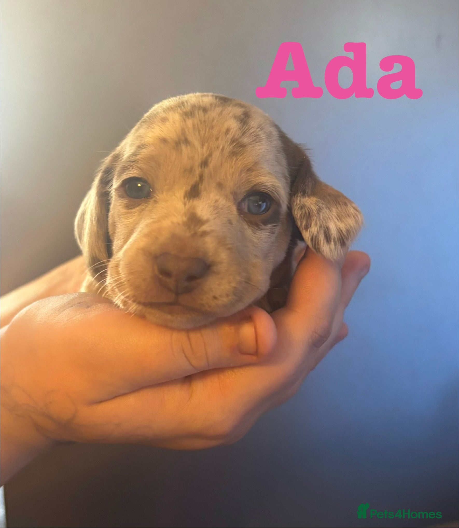 Miniature Dachshund dogs 🐾 Miniature Dachshund Puppies 2 Girls left 🐾 - Advert 10