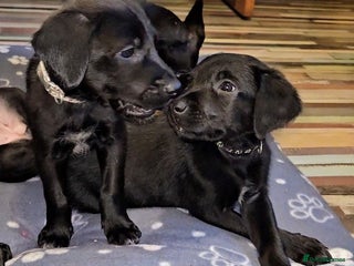 Mixed Breed dogs Dutch shepherd X pointer puppies - Advert 15