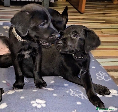 Mixed Breed dogs Dutch shepherd X pointer puppies - Advert 3
