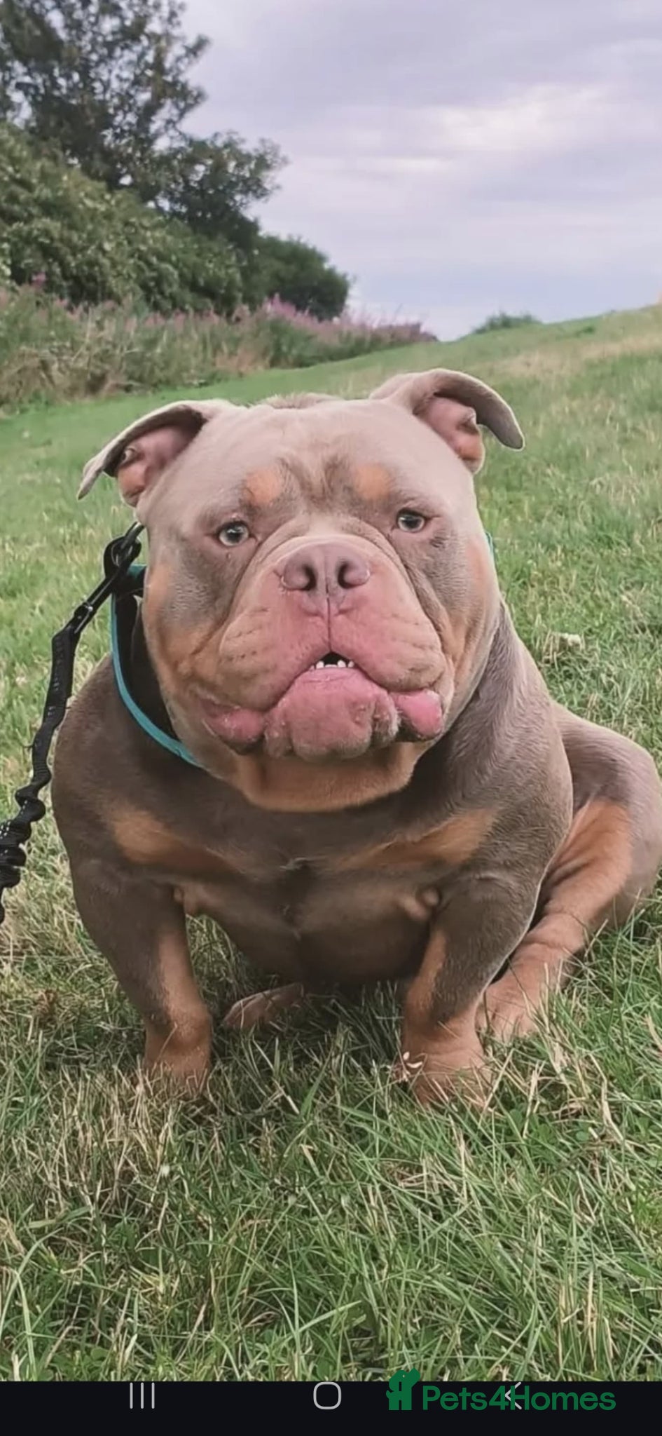 American Bully dogs American Exotic Pocket Bully for STUD - Advert 1