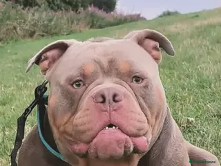 American Bully dogs American Exotic Pocket Bully for STUD - Advert 1