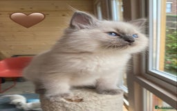 Ragdoll cats for sale: Ragdoll kittens one girl available  - Image 26