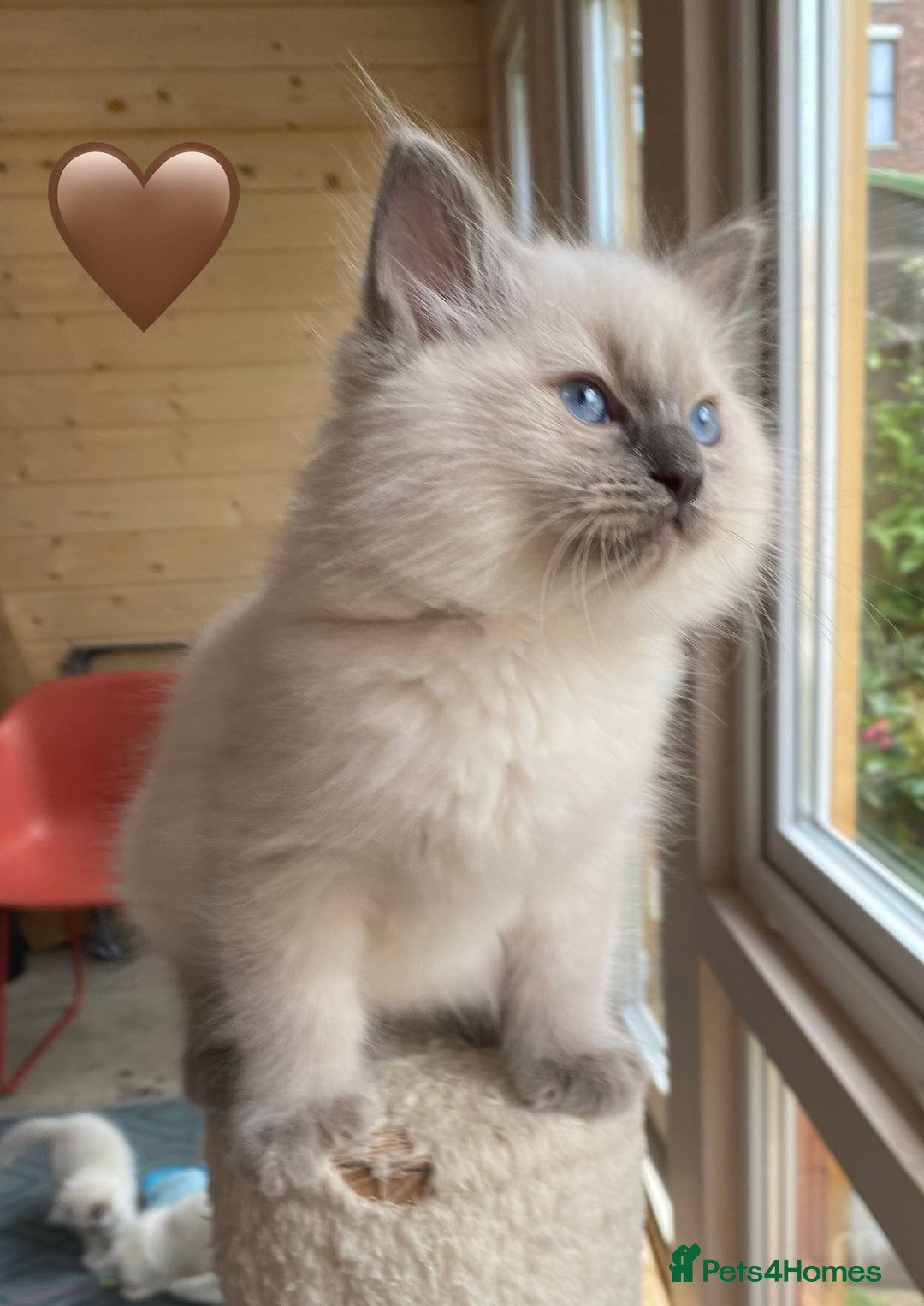 Ragdoll cats for sale: Ragdoll kittens one girl available  - Image 26