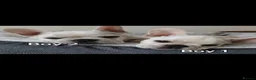 French Bulldog dogs for sale: French bulldogs puppies for sale,KC registered  - Advert 17