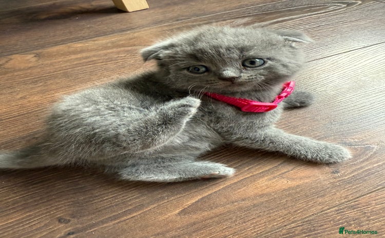 Scottish Fold cats - Advert 4
