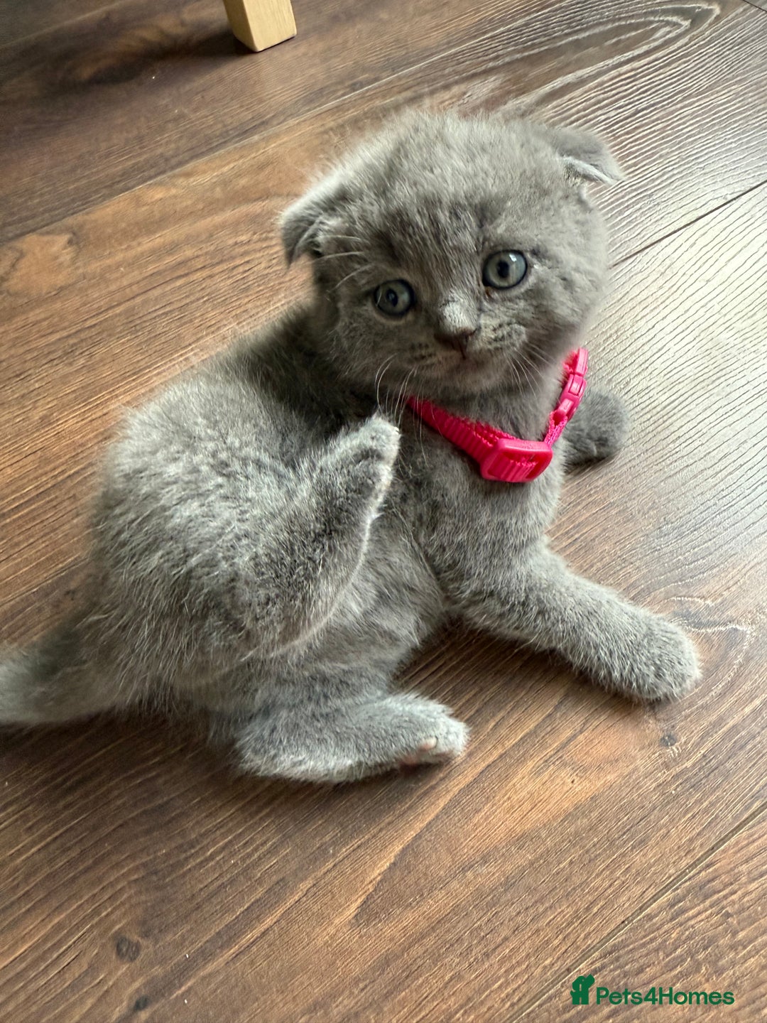 Scottish Fold cats for sale: Scottish fold - Image 1