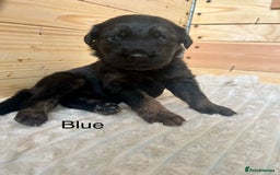 Mixed Breed dogs for sale: Golden Retriever/ German Shepherd puppies  - Image 9
