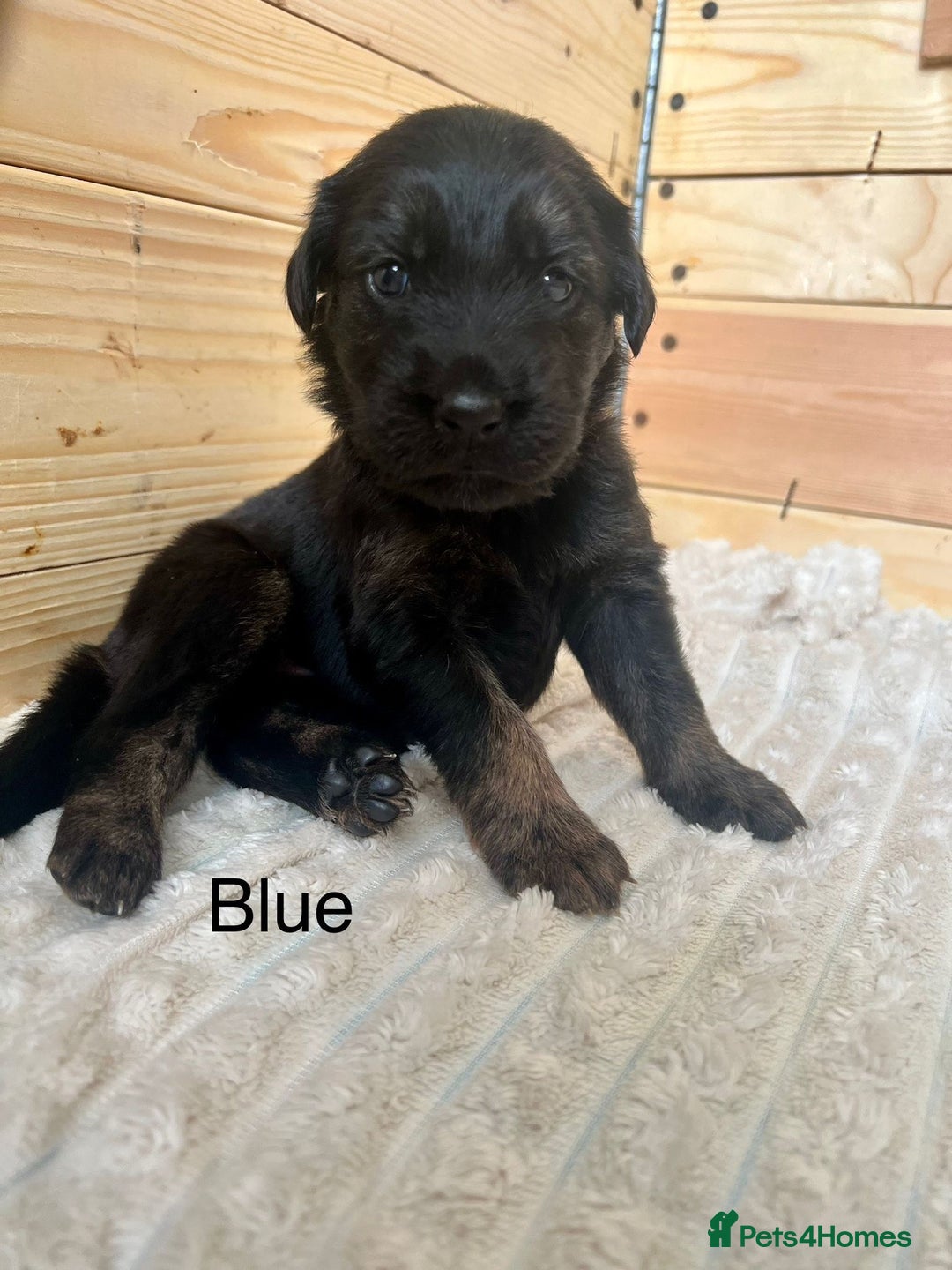 Mixed Breed dogs for sale: Golden Retriever/ German Shepherd puppies  - Image 9