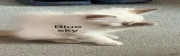 Ragdoll cats for sale: 4 ragdoll kittens ready to leave now  - Advert 10