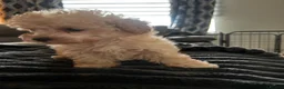 Toy Poodle dogs for sale: Beautiful KC registered Toy Poodle Puppies 💛 - Advert 11