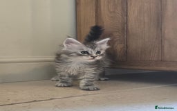 Maine Coon cats for sale: 4 Beautiful GCCF Registered Maine Coon Kittens  - Image 1