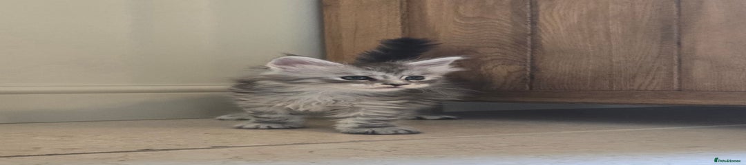 Maine Coon Kitten 2