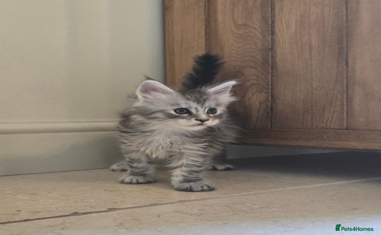 Maine Coon cats - Advert 2