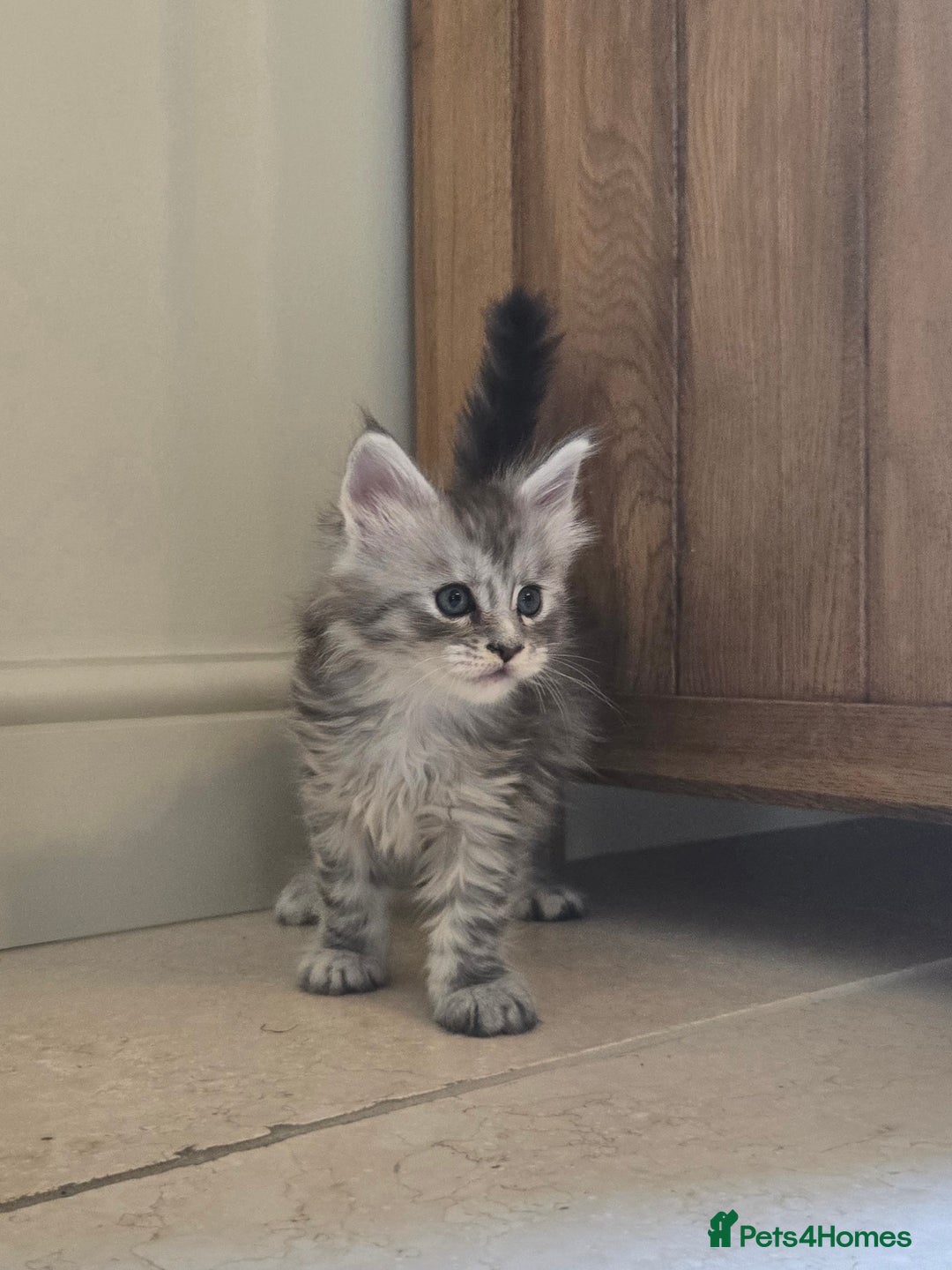 Maine Coon cats for sale: 4 Beautiful GCCF Registered Maine Coon Kittens  - Image 1