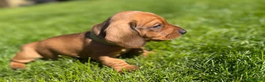Miniature Dachshund Puppy 1