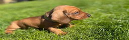 Miniature Dachshund dogs for sale: KC registered Miniature dachshunds red&shaded red - Advert 28