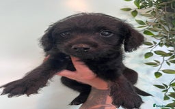 Jackapoo dogs for sale: Jackapoos  - Image 4