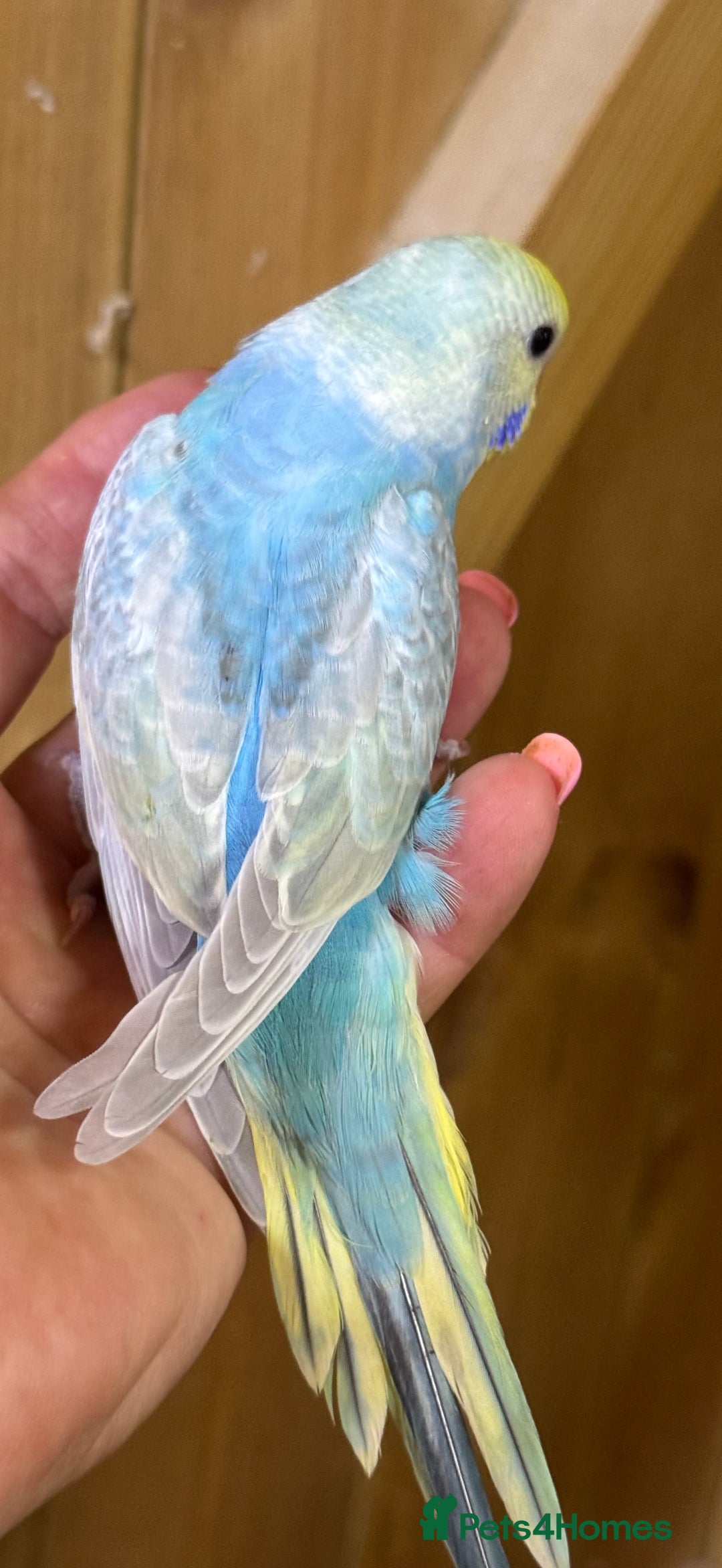 Budgerigars birds for sale: Rainbow budgie hand reared  - Image 11