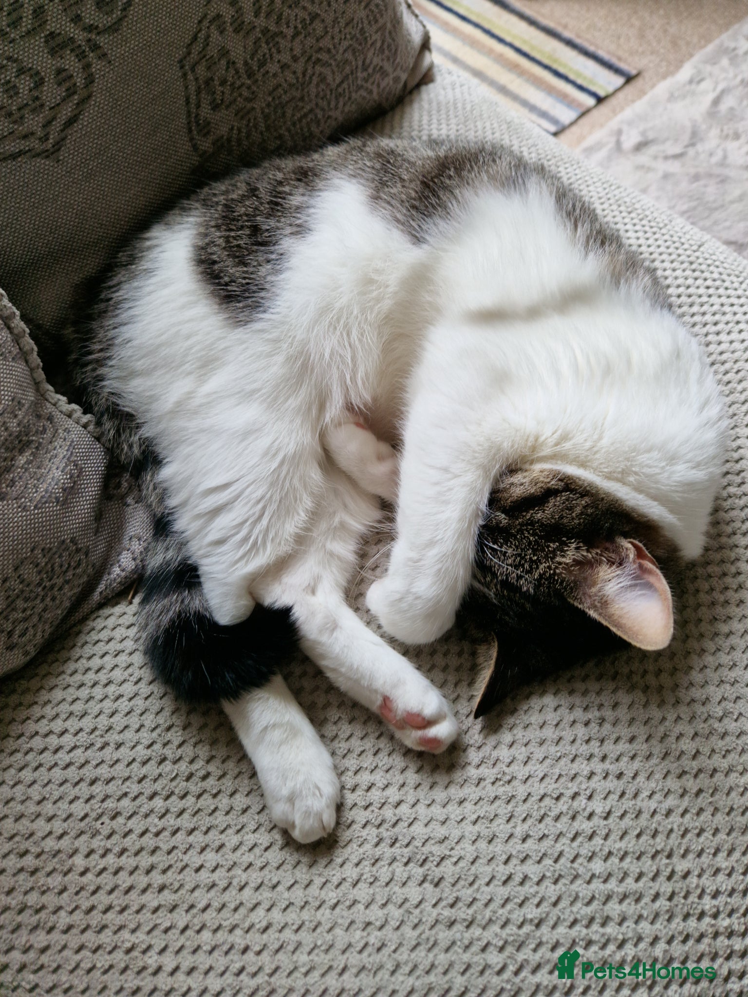 Domestic Shorthair cats for sale: Beaux in Wellingborough - Advert 7