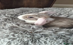 Mini Lop rabbits for sale: Beautiful Mini Lop Babies - 6 to choose from  - Image 13