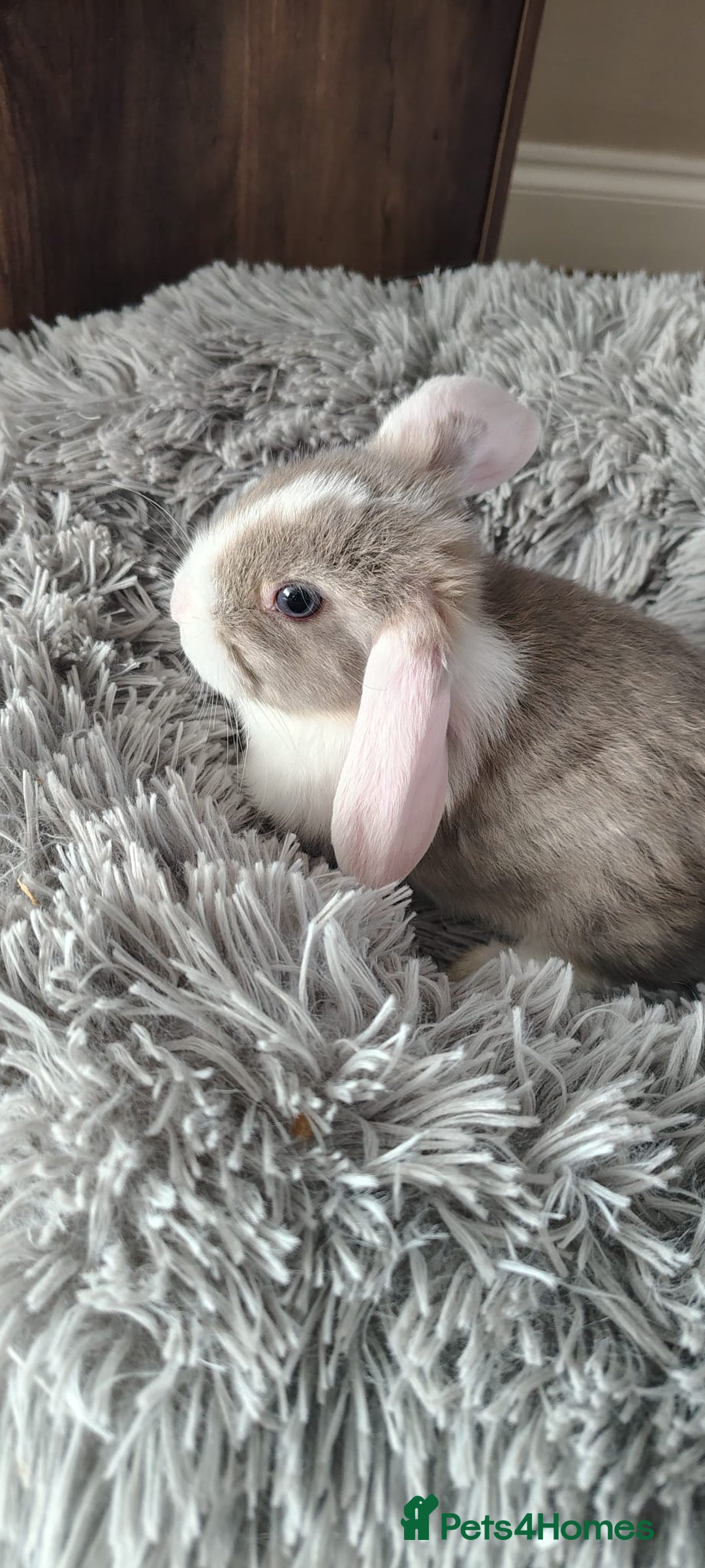 Mini Lop rabbits for sale: Beautiful Mini Lop Babies - 6 to choose from  - Image 13