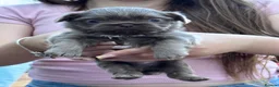 Shih Tzu dogs for sale: Imperial Shih Tzu  in Brixham - Advert 3