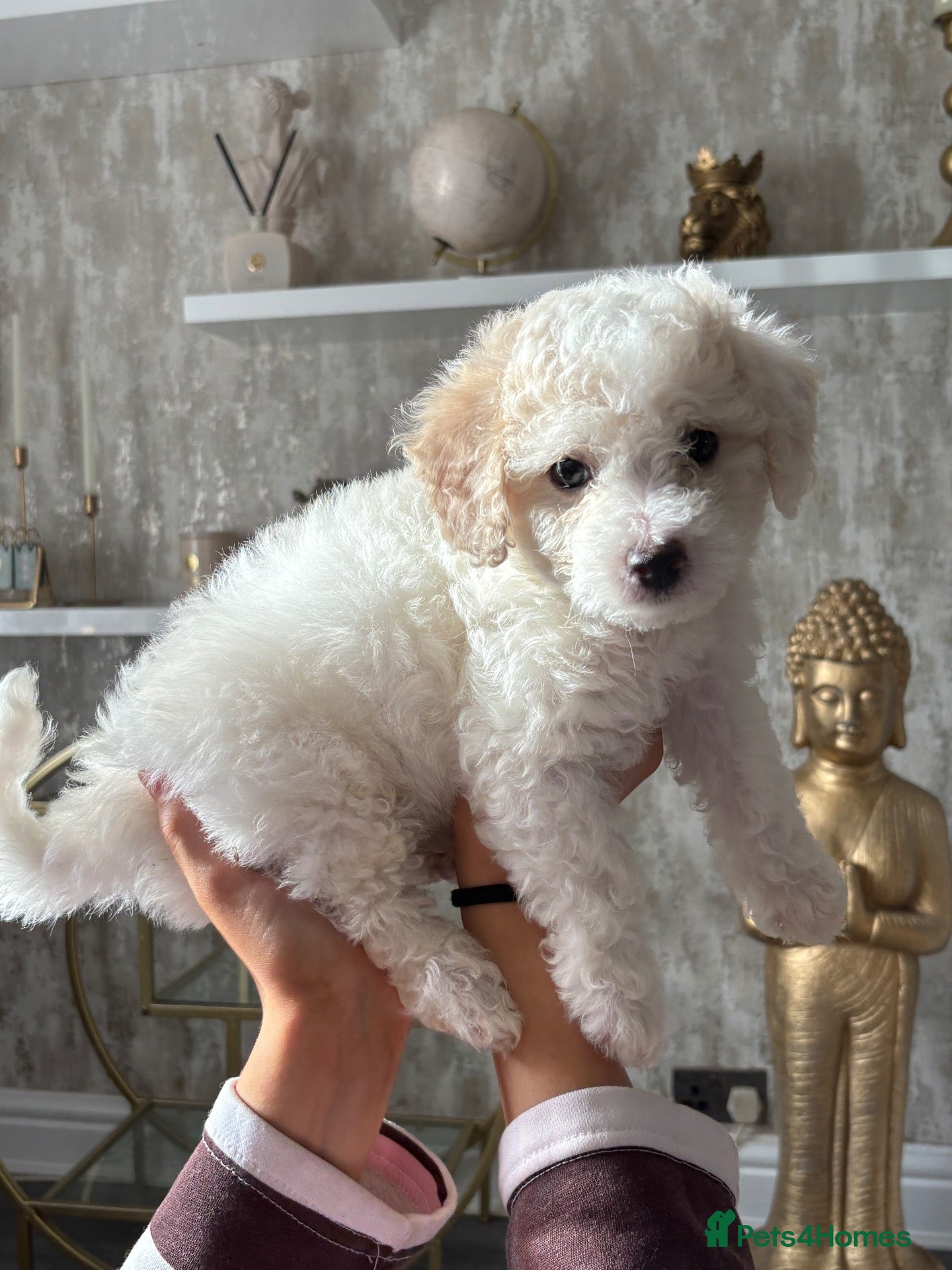 Cavapoochon dogs *REDUCED*READY TO LEAVE only 1 boy and 1 girl   - Advert 2