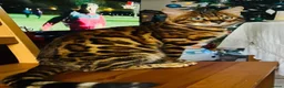 Bengal cats for sale: Beautiful bengal kittens 🐾🐾🐾 - Advert 17