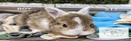 Mixed Breed rabbits for sale: Beautiful bunnies to reserve  - Advert 7
