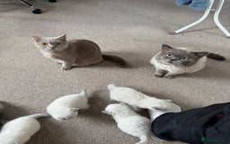 British Shorthair cats for sale: British Shorthair Kittens - Image 10