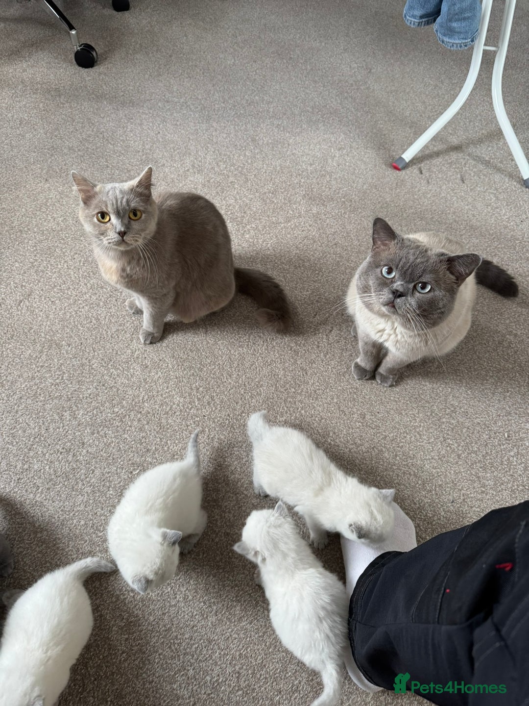British Shorthair cats for sale: British Shorthair Kittens - Image 10