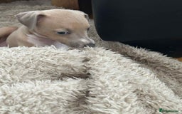Italian Greyhound dogs for sale: italian greyhound puppies for sale - Image 10