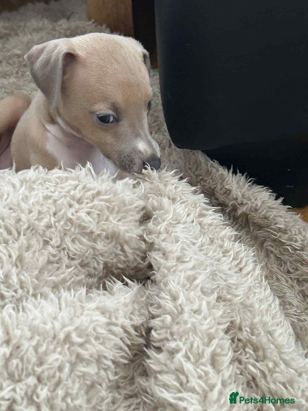 Italian Greyhound dogs for sale: italian greyhound puppies for sale - Image 10