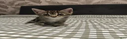 Mixed Breed cats for sale: Four beautiful tabby kittens - Advert 18