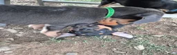 Mixed Breed dogs for sale: 8 Huntaway x puppies for sale - Advert 15