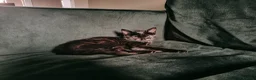Mixed Breed cats for sale: Adorable black female cat age 2yrs - Advert 3