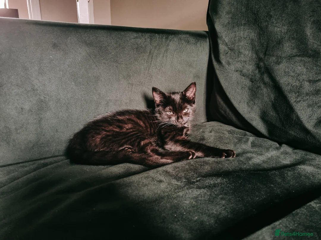Mixed Breed cats for sale: Adorable black female cat age 2yrs - Advert 3