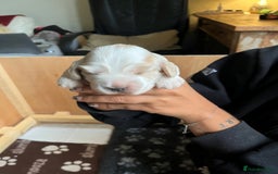 Cocker Spaniel dogs for sale: 3 KC Registered Show Cocker Spaniel Puppies  - Image 10