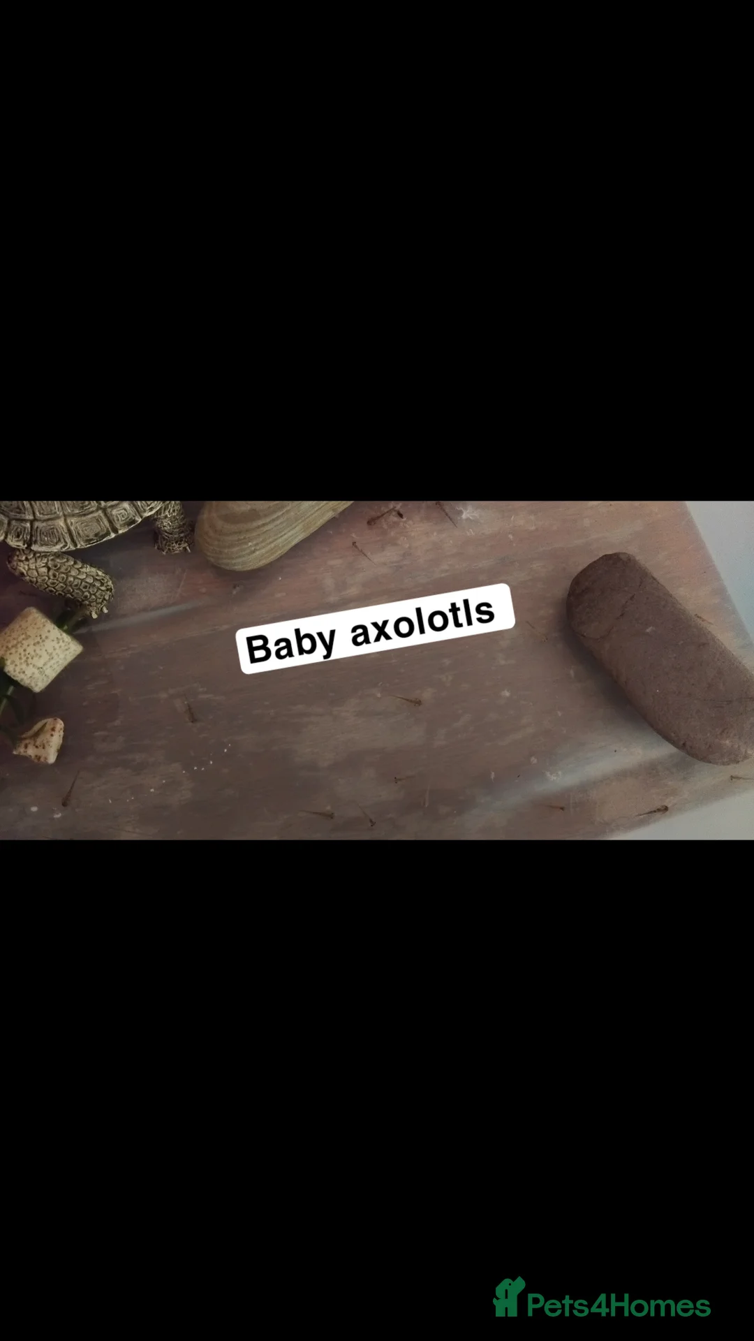 Axolotl reptiles for sale: Baby axolotls  in Truro - Advert 1