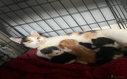 Mixed Breed cats for sale: Mixed breed kittens - Image 8