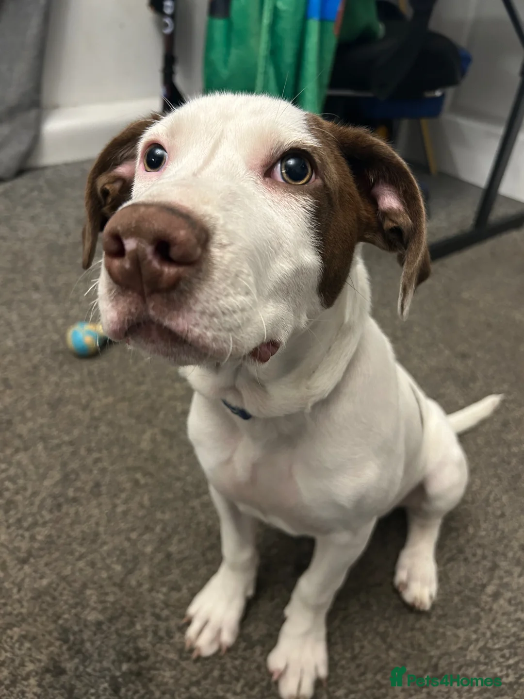 Mixed Breed dogs for sale: Rehoming  in Pontefract - Advert 1